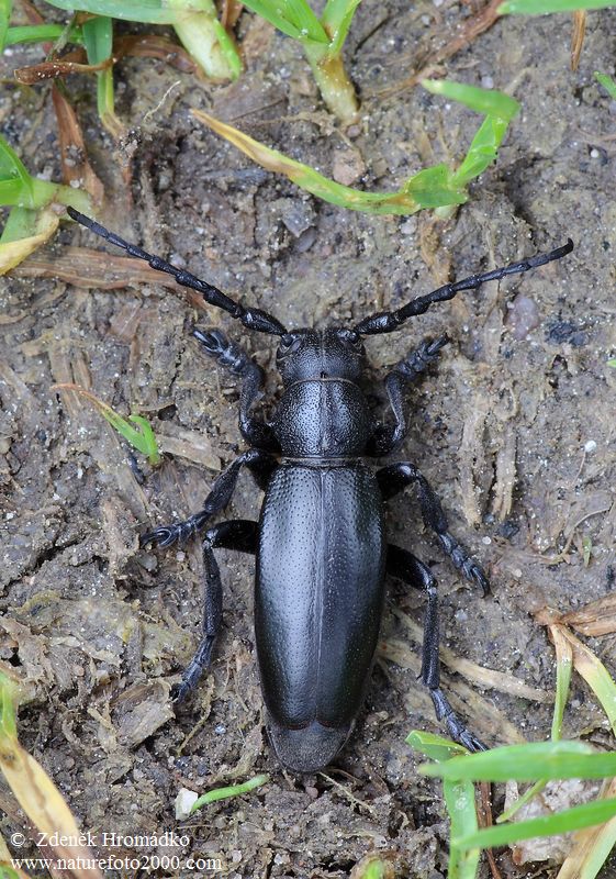 kozlíček černý, Dorcadion aethiops (Scopoli, 1763), Cerambycidae (Brouci, Coleoptera)